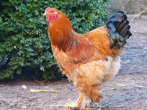 gallina brahma comprar|gallinas brahmas.